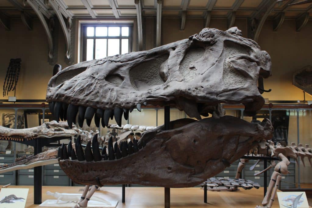 Fossil of a T-rex skull at a museum